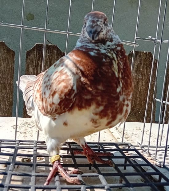 20230704_101230~2 - 23 tineret