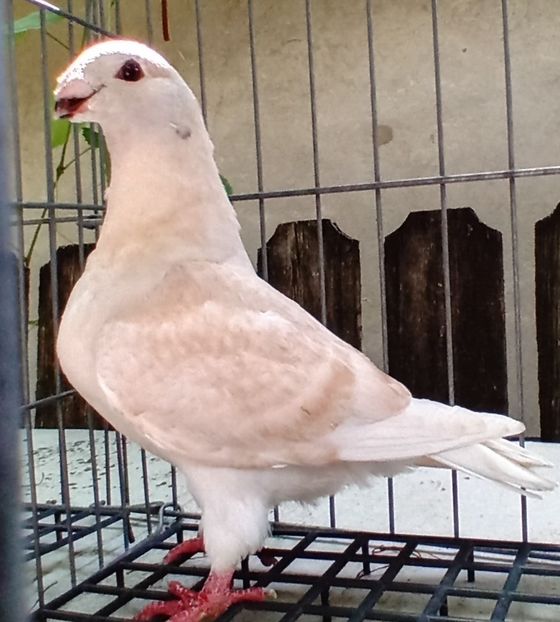 20230801_131517~2 - 23 tineret