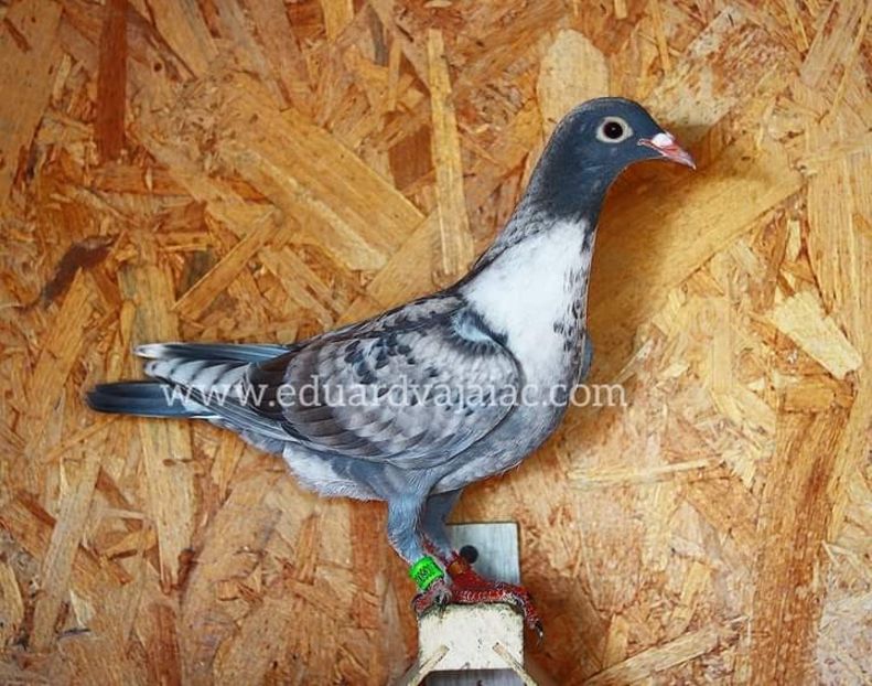  - Nu îmi aparțin 6