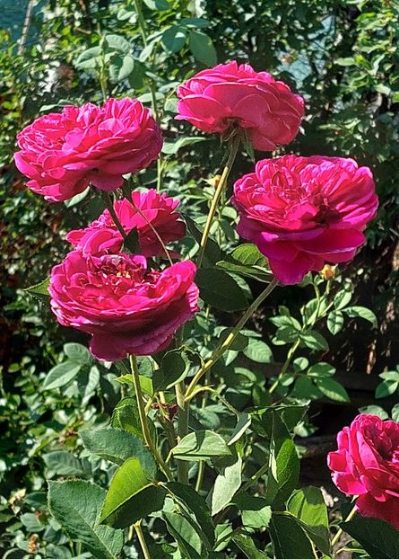  - Trandafiri 2020-2023