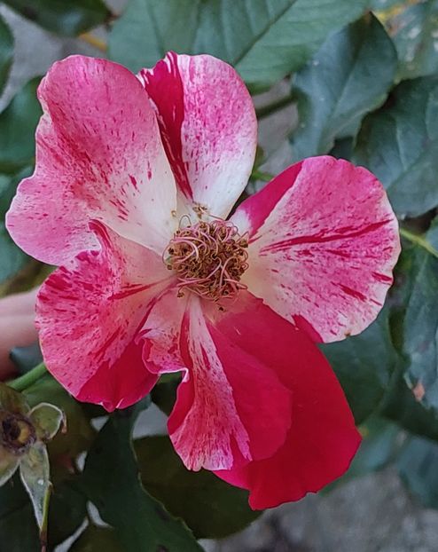  - Trandafiri 2020-2023