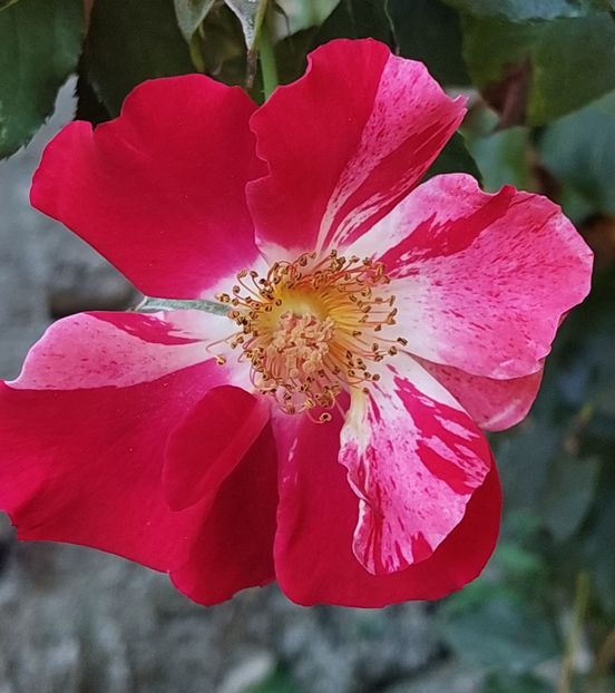  - Trandafiri 2020-2023