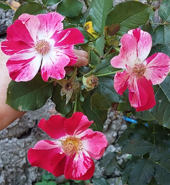  - Trandafiri 2020-2023