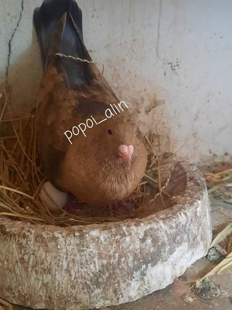  - Nu îmi aparțin 6