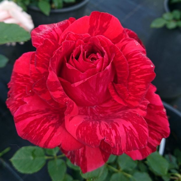 - Red intuition 2018-2019