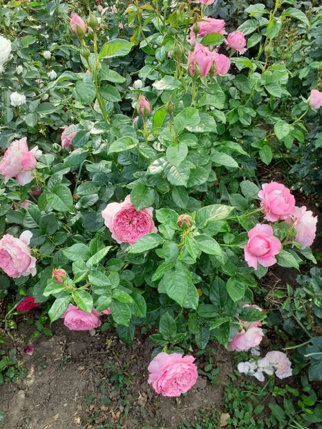  - Chantal merieux floribunda Guillot 2018-2020