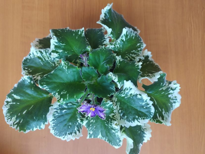 29 august 2023 - LE Almaznaya Diadema