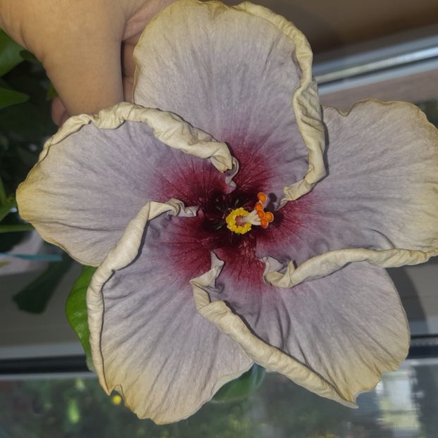 29.08.2023 - HIBISCUSI 2023-1