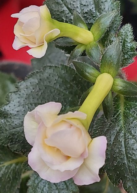  - BRID-S LUISA MARIA