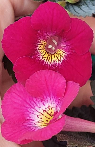 ROYAL RED &RED CYCLONE - RF-S ROYAL RED