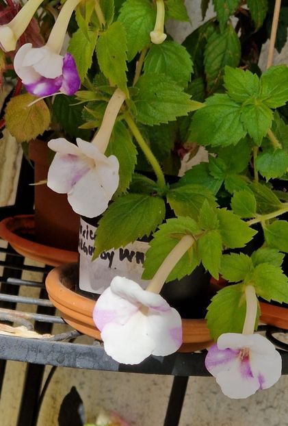  - Rfs Mexican Velvet White