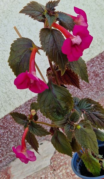  - Rfs Marichuy Cabrales p