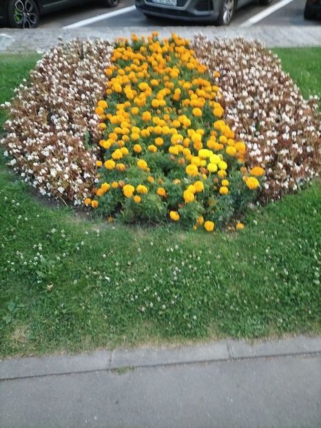 Imagine WhatsApp 2023-08-17 la 20.28.55 - 2023 MUS 17-19 aug