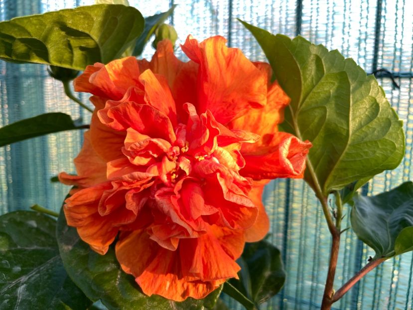 CDC77A1E-5DC3-436C-B43D-04B1C47A850E - 001 - Hibiscusi