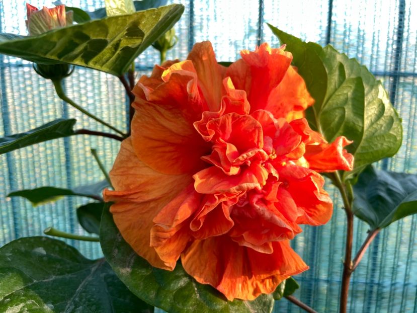 438C3316-99BA-43FD-AC3B-70670FDC601F - 001 - Hibiscusi