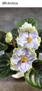 Poza net - BR-Arctica