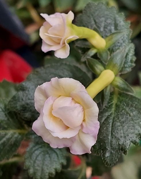  - BRID-S LUISA MARIA