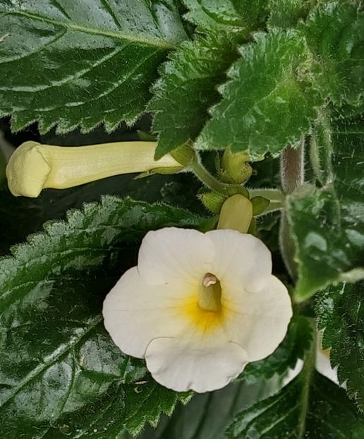  - RF-S LEMON PIE