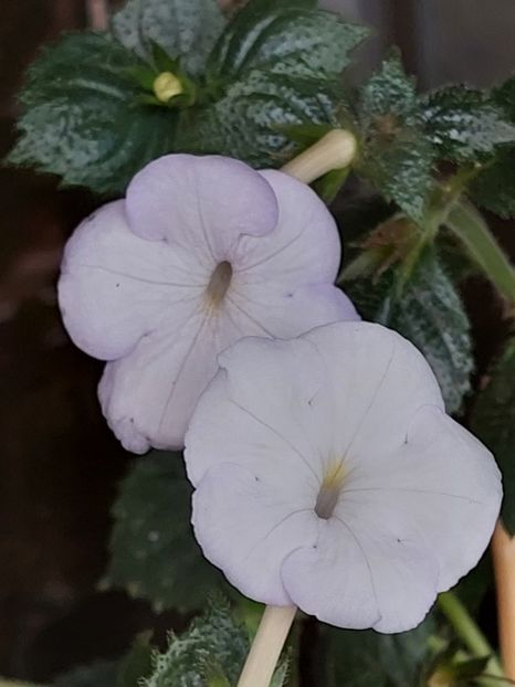  - MORNING DRIZZLE