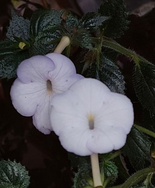  - MORNING DRIZZLE