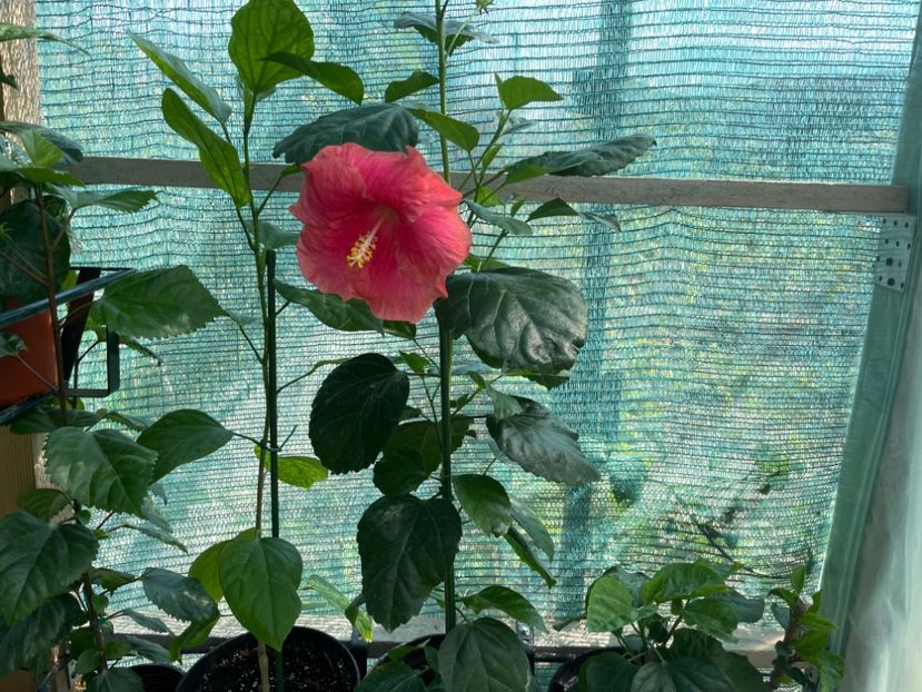 C130DA50-1168-4D54-85D8-6AB1D6D0B726 - HD 277