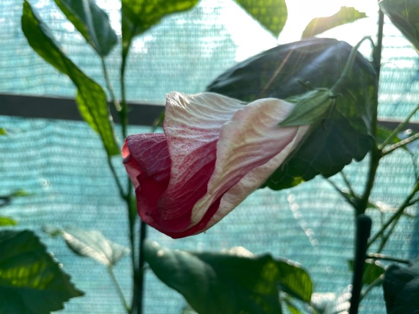 264E43BC-7F49-4C9F-9CA2-C96961233E74 - 001 - Hibiscusi