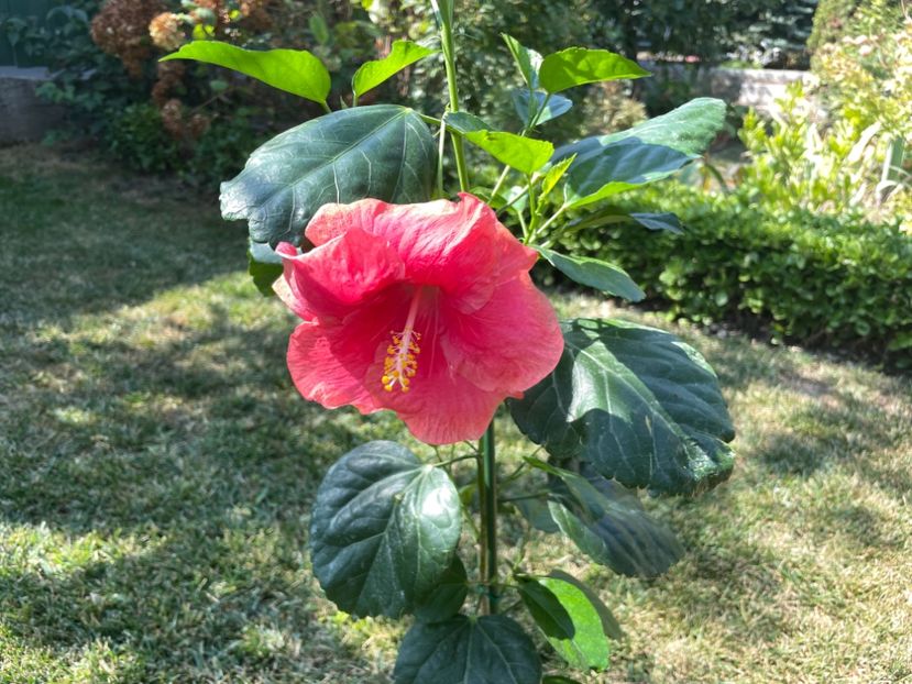 DD127FF0-D266-4E22-BF9F-1BE26125C4D5 - 001 - Hibiscusi