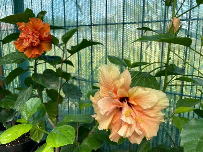 C4990FB3-0608-4334-8D5B-0E6C52D22FB5 - 001 - Hibiscusi