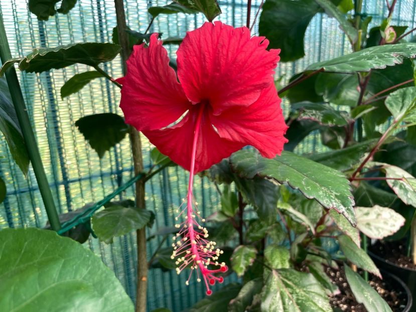 3AE82A07-3E20-4577-9295-3FC2A5EA11E0 - 001 - Hibiscusi