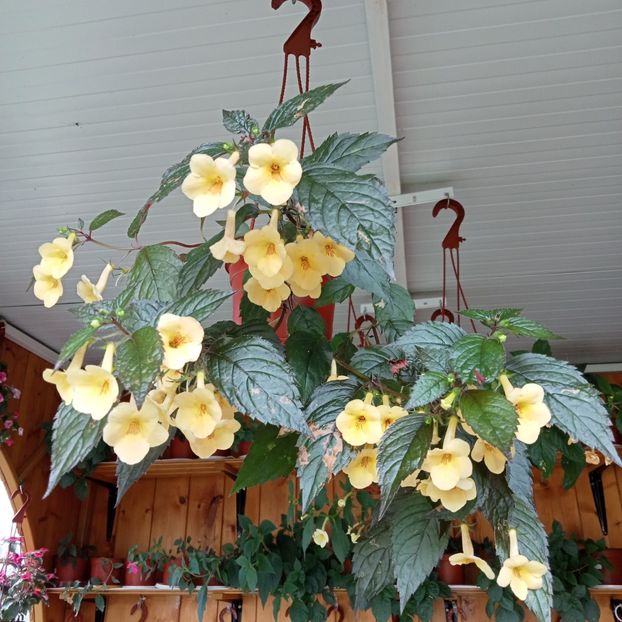  - Yellow Beauty