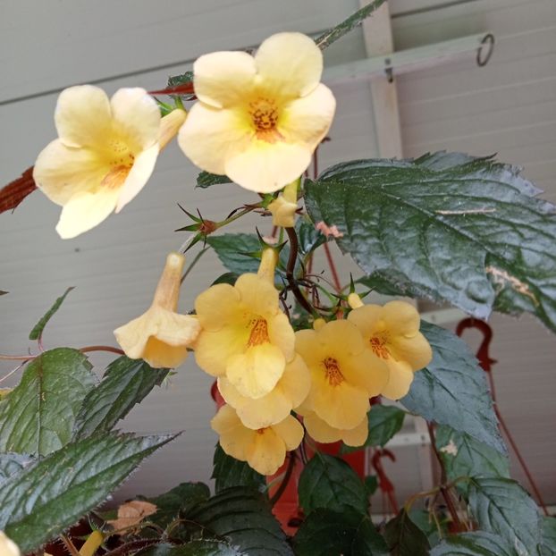  - Yellow Beauty