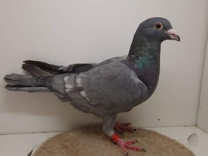  - Nu îmi aparțin 6