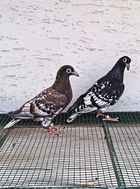  - Nu îmi aparțin 6