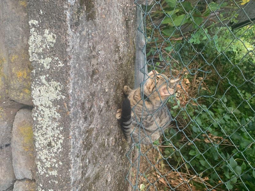  - Pisică Winnweiler