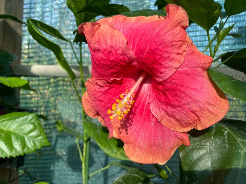 3662F308-21F3-469B-AD78-640FED6ECB51 - 001 - Hibiscusi