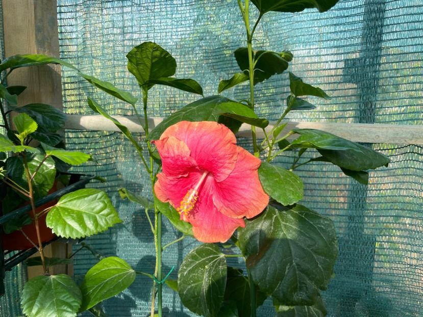 B48023E0-4F00-44F2-88C8-943FDBBF05D5 - 001 - Hibiscusi