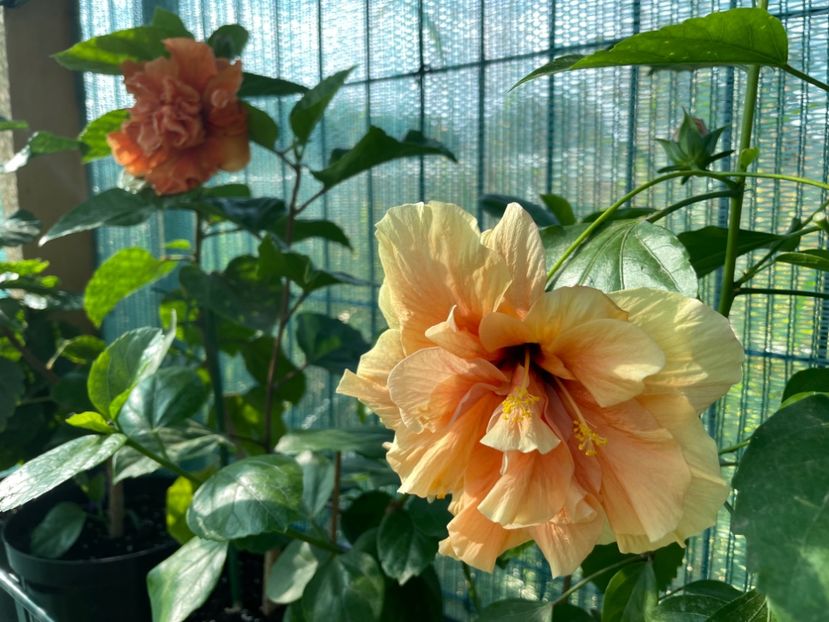 153634DD-2958-4D90-A51F-05B402970E08 - 001 - Hibiscusi