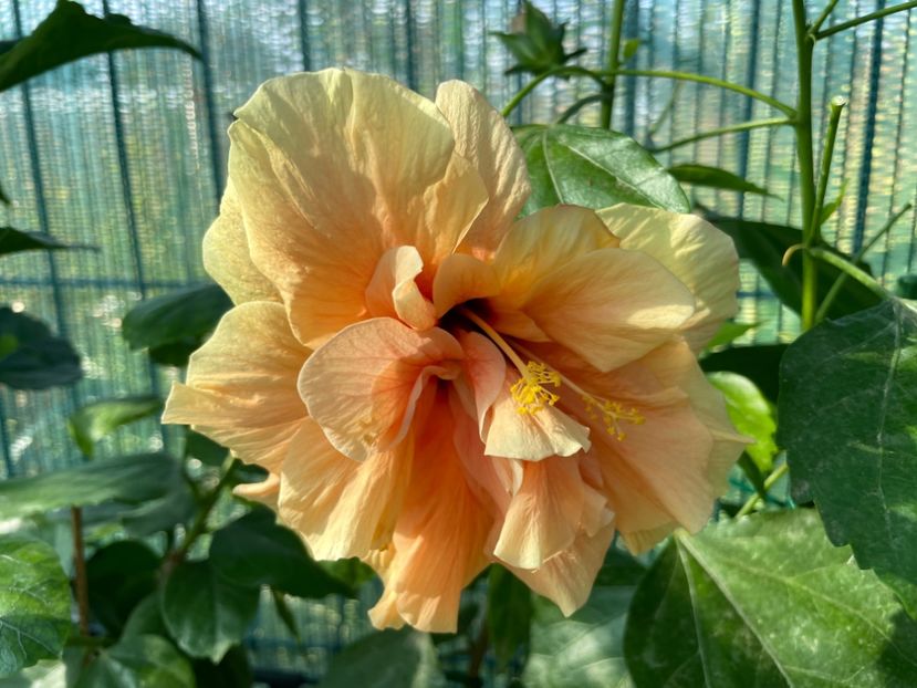 8CBD14F1-F7DC-48BB-8493-49113FCC7936 - 001 - Hibiscusi