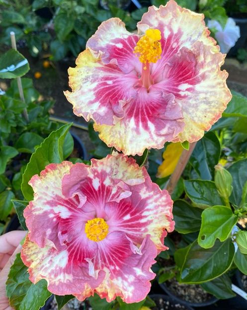  - Asia Rosette Nebula