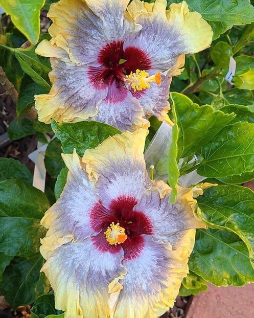  - Tropical Diamond Queen