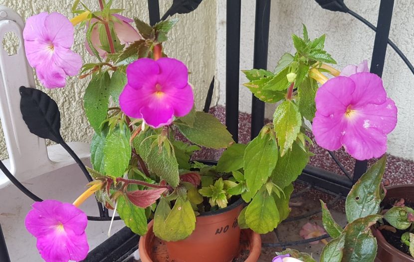  - Hybrid necunoscut Noid-pierdut