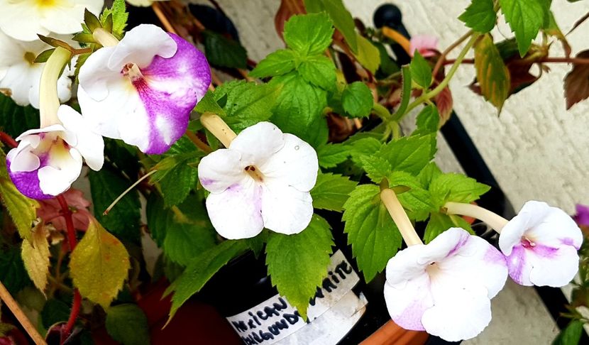  - Rfs Mexican Velvet White