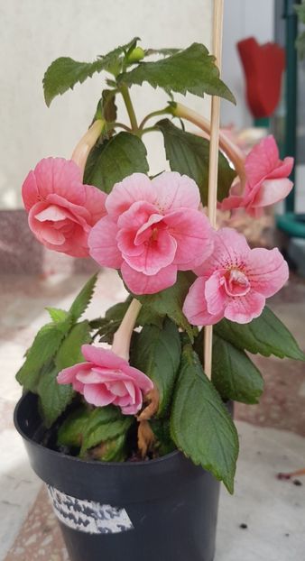  - Rfs Pink Swan