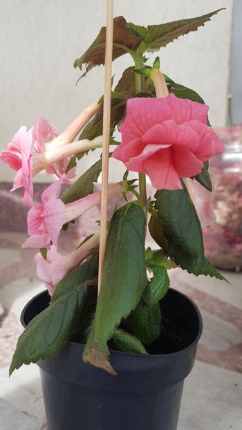  - Rfs Pink Swan
