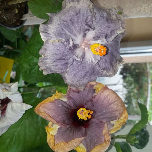 31.08.2023 - HIBISCUSI 2023-1