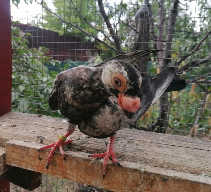 Pui 2023 - Carunculați 2023