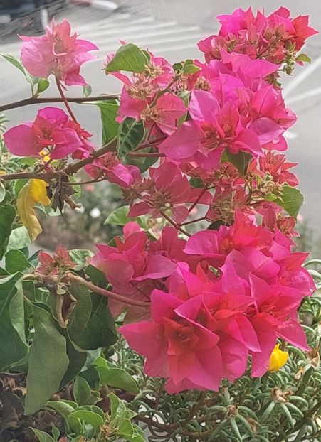  - Bougainvillea