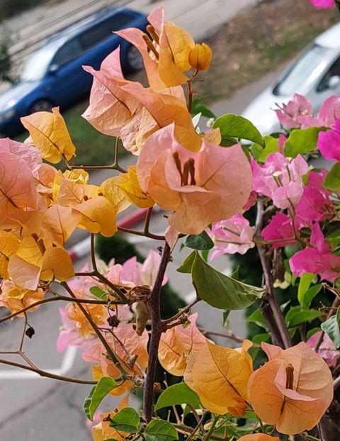  - Bougainvillea