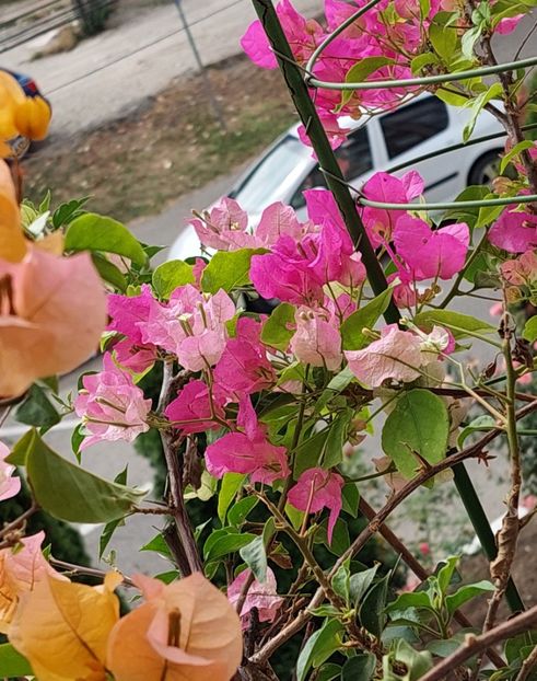  - Bougainvillea