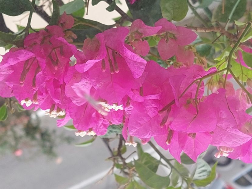  - Bougainvillea